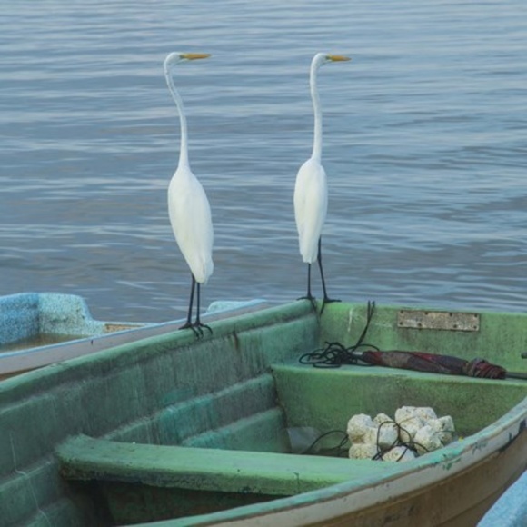 Meet the Posher Other - Meet your Posher,